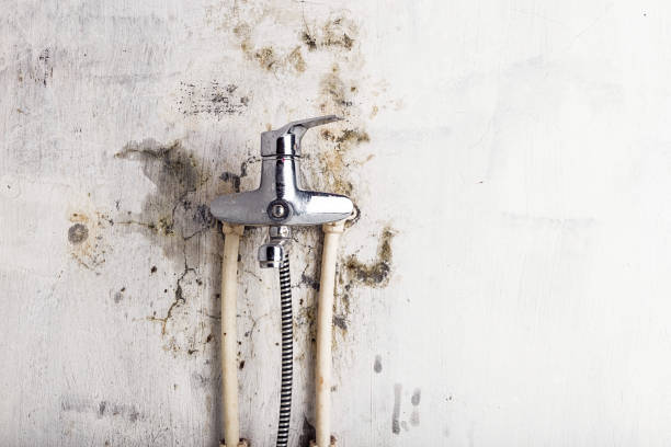 Best White Mold Remediation in South Miami, FL