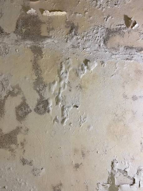 Best Health and Safety Mold Remediation in South Miami, FL
